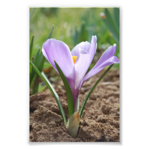 Roze Paarse crocus vernus flower Foto Afdruk