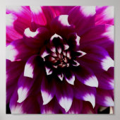 Roze Paarse Dahlia foto Poster (Voorkant)