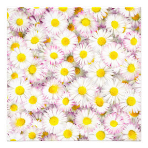 Roze Paarse Daisy Flower Pattern Foto Afdruk
