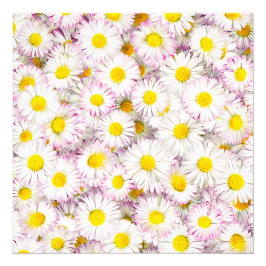 Roze Paarse Daisy Flower Pattern Foto Afdruk (Voorkant)