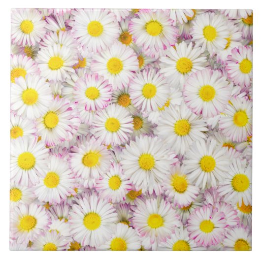 Roze Paarse Daisy Flower Pattern Tegeltje (Voorkant)