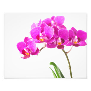 Roze Paarse Dendrobium Orchid Tropische Bloem Foto Afdruk
