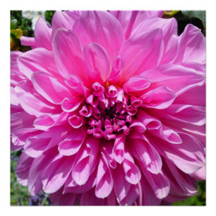 Roze Paarse Dhalia Bloemvaten Posters