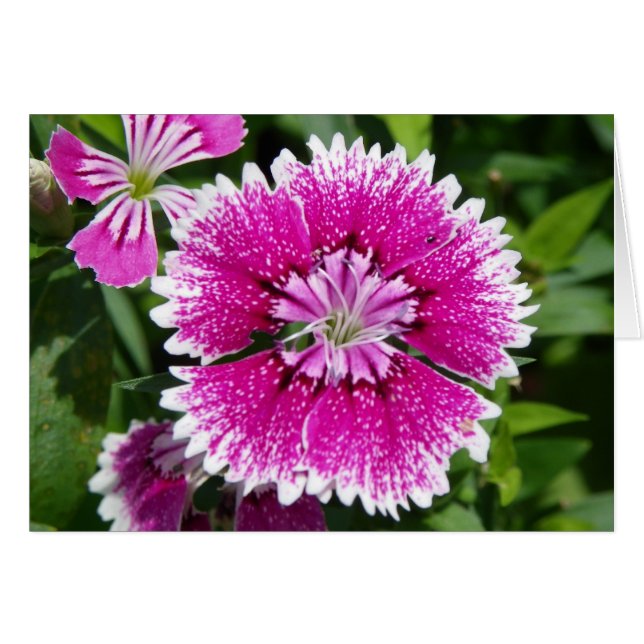 Roze/Paarse Dianthus carnup dichtbij (Voorkant Horizontaal)