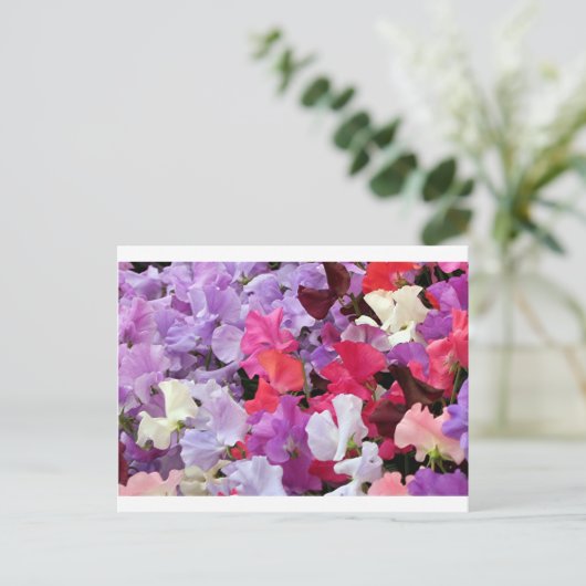 Roze, paarse en witte zoete peulbloemen in bloei briefkaart (Staand voorkant)