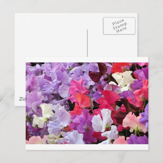 Roze, paarse en witte zoete peulbloemen in bloei briefkaart (Voorkant / Achterkant)