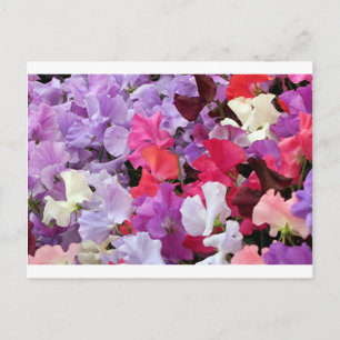 Roze, paarse en witte zoete peulbloemen in bloei briefkaart