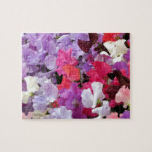 Roze, paarse en witte zoete peulbloemen in bloei