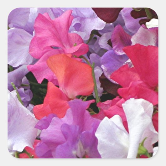 Roze, paarse en witte zoete peulbloemen in bloei vierkante sticker (Voorkant)