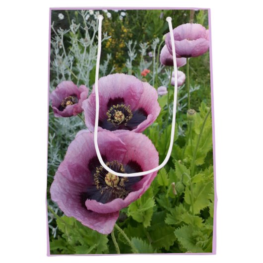 Roze Paarse Klaprozen Mauve Paars Aquarel Medium Medium Cadeauzakje (Achterkant)