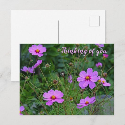Roze Paarse kosmos Vloeiend denken van u Briefkaart (Voorkant / Achterkant)
