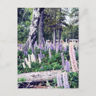 Roze Paarse Lila Lupins Nieuw-Zeeland   Fotografie Briefkaart