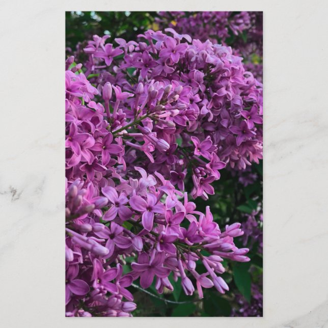 Roze paarse lilacs | roze roze foto (Voorkant)