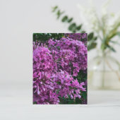 Roze paarse lilacs | roze roze foto briefkaart (Staand voorkant)