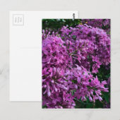 Roze paarse lilacs | roze roze foto briefkaart (Voorkant / Achterkant)