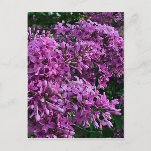 Roze paarse lilacs | roze roze foto briefkaart (Voorkant)
