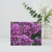Roze paarse lilacs | roze roze foto briefkaart (Staand voorkant)