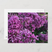 Roze paarse lilacs | roze roze foto briefkaart (Voorkant / Achterkant)