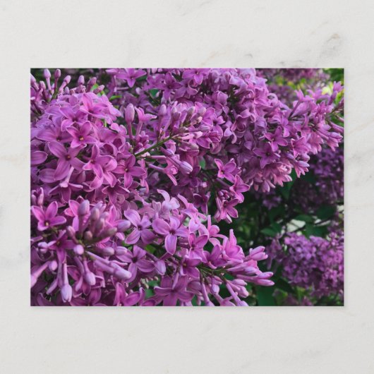 Roze paarse lilacs | roze roze foto briefkaart (Voorkant)