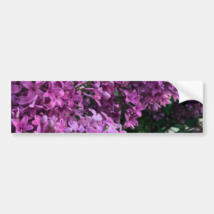 Roze paarse lilacs roze roze foto bumpersticker