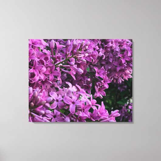 Roze paarse lilacs | roze roze foto canvas afdruk (Voorkant)