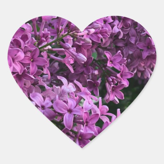 Roze paarse lilacs | roze roze foto hart sticker (Voorkant)