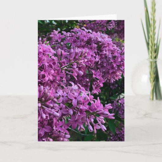 Roze paarse lilacs | roze roze foto kaart (Voorkant)