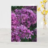 Roze paarse lilacs | roze roze foto kaart (Gele Bloem)