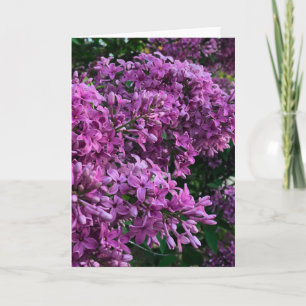 Roze paarse lilacs   roze roze foto kaart