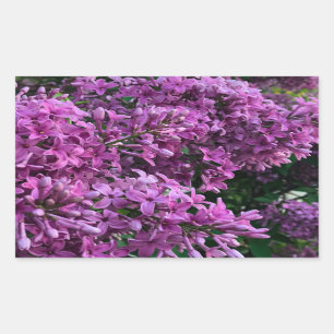 Roze paarse lilacs   roze roze foto rechthoekige sticker
