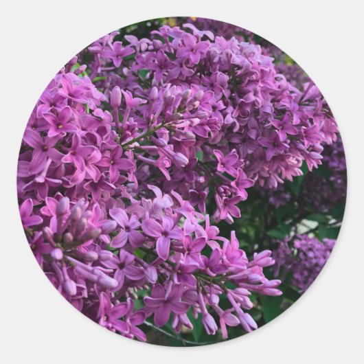 Roze paarse lilacs | roze roze foto ronde sticker (Voorkant)