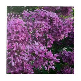 Roze paarse lilacs | roze roze foto tegeltje