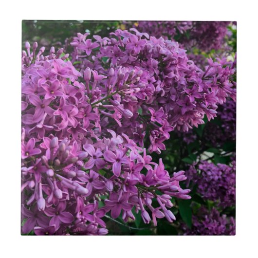 Roze paarse lilacs | roze roze foto tegeltje (Voorkant)