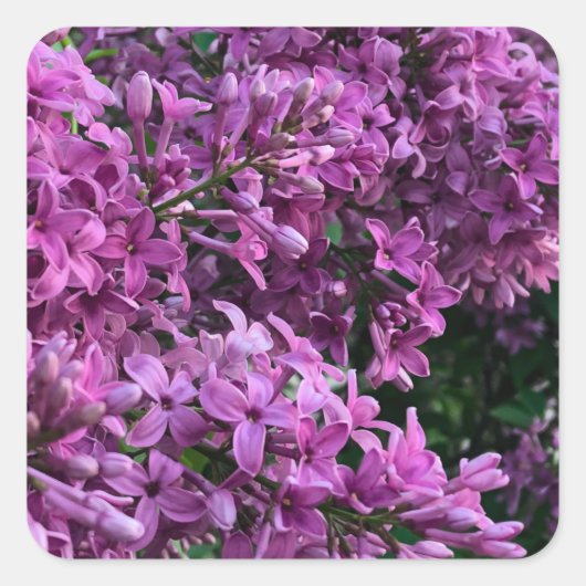 Roze paarse lilacs | roze roze foto vierkante sticker (Voorkant)