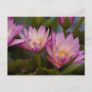 Roze Paarse lileuzen briefkaart