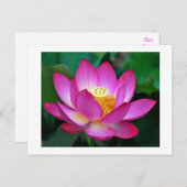 Roze Paarse Lotus Bloem Blank Bloemen Briefkaart (Voorkant / Achterkant)