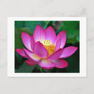 Roze Paarse Lotus Bloem Blank Bloemen Briefkaart