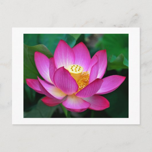 Roze Paarse Lotus Bloem Blank Bloemen Briefkaart (Voorkant)