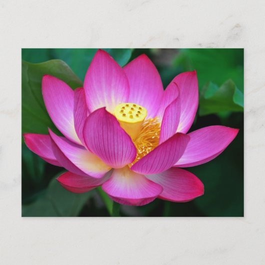 Roze Paarse Lotus Bloem Blank Bloemen Briefkaart (Voorkant)