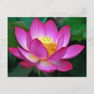 Roze Paarse Lotus Flower Blank Florence Briefkaart