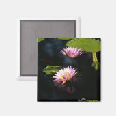 Roze Paarse Lotus Waterlilies magnet (Voorkant / Achterkant)