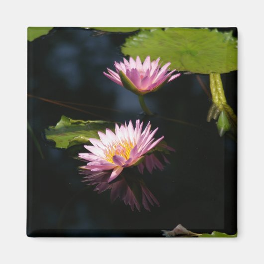 Roze Paarse Lotus Waterlilies magnet (Voorkant)