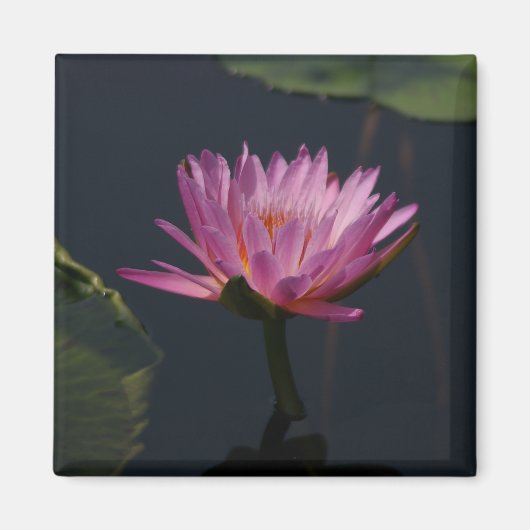 Roze Paarse Lotus Waterlily magnet (Voorkant)