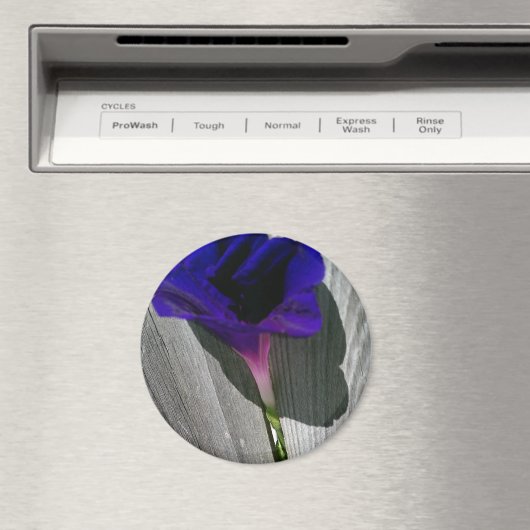 roze-Paarse Morning Glory Flower Magneet (Insitu (Vaatwasser))