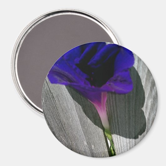 roze-Paarse Morning Glory Flower Magneet (Voorkant / Achterkant)