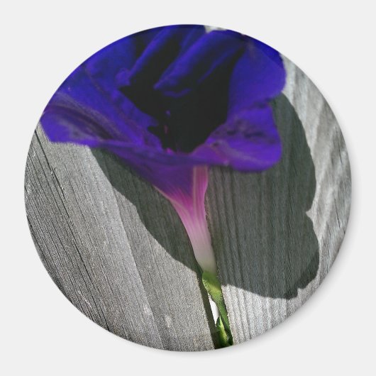  roze-Paarse Morning Glory Flower Magneet (Voorkant)