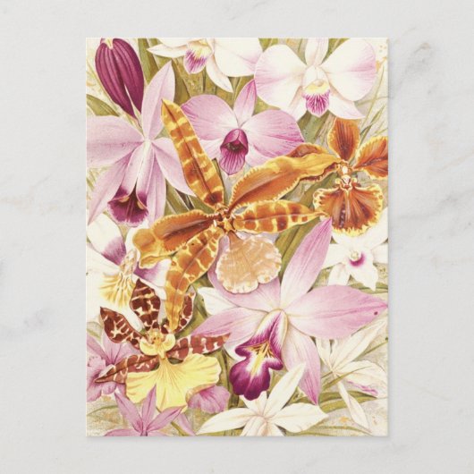 Roze Paarse orchidee bloemen  bloemen Briefkaart (Voorkant)