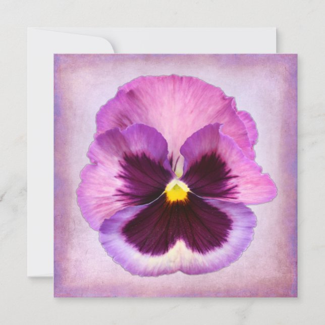 Roze Paarse Pansy Flower (Voorkant)