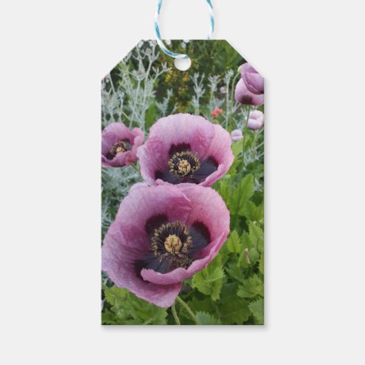Roze Paarse papaver Mauve Paarse ventilator Cadeaulabel (Voorkant)
