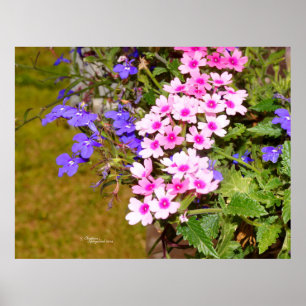 Roze paarse Phlox-bloemen, Poster of afdruk